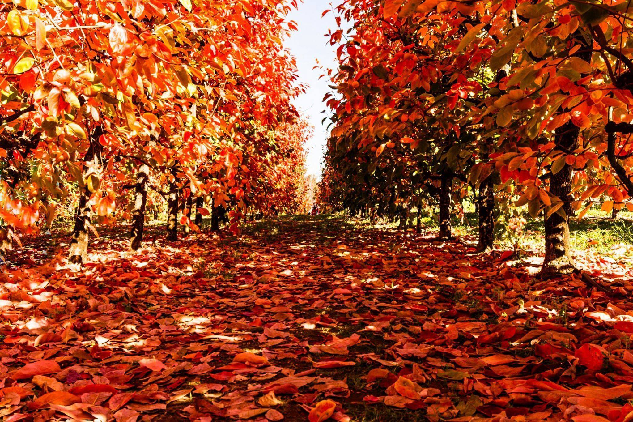 33026622_10156427183904439_6032754507555799040_o