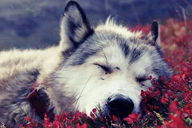 wolf-sleeping-e1560305289727.jpg